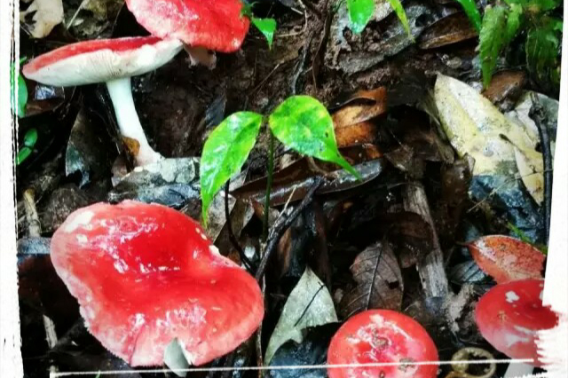 新鮮大紅菌便宜秒[開放的]
